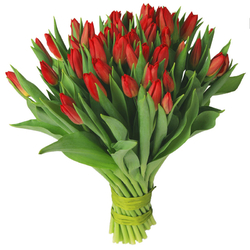Czerwone tulipany od 25 do...